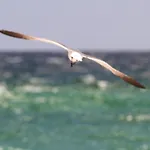 Das Beach Haus By Gulf Tide Vacation Rentals