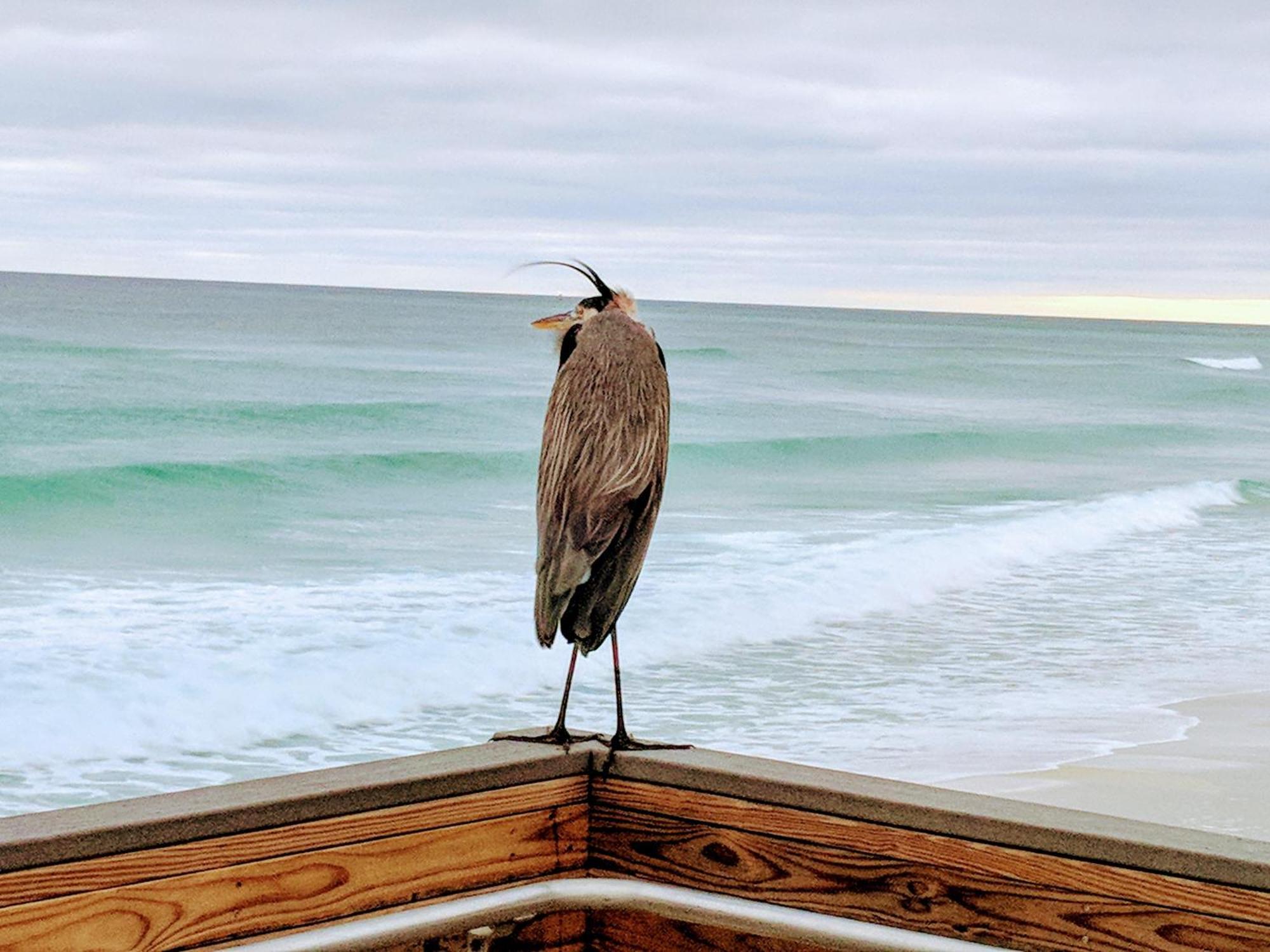 Holiday home Surf And Racquet Unit 519 Destin
