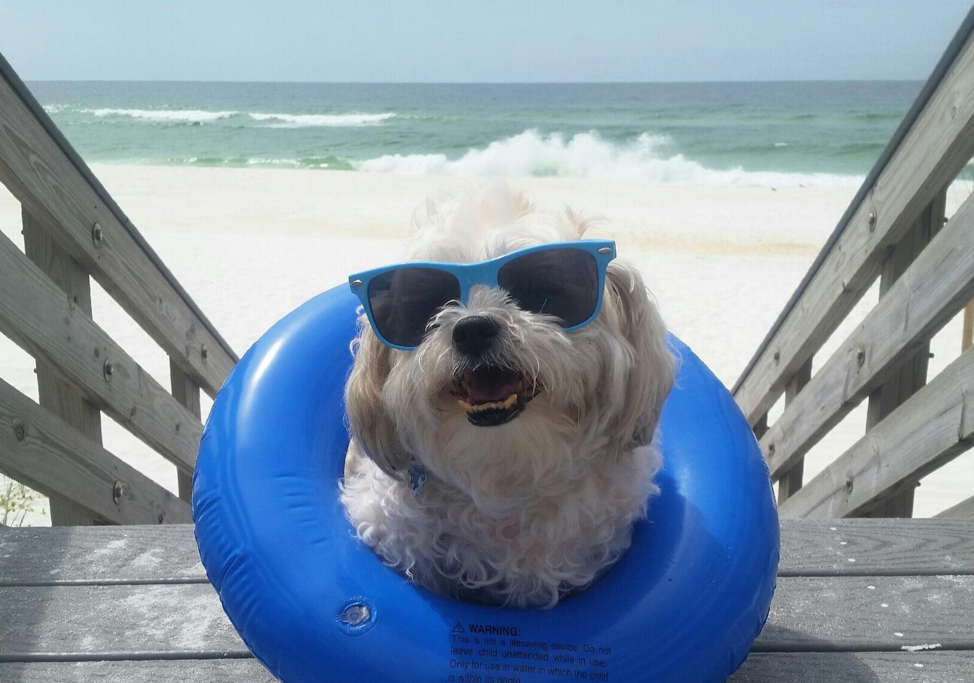 5 Min Walk To Beach, Sparkling Pool, Mins To Shops &outlet! 13 Destin