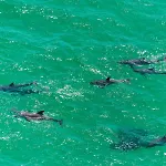 Emerald Waters 0101